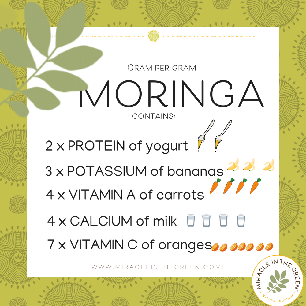 Moringa 101 {The Basics of this Superfood}